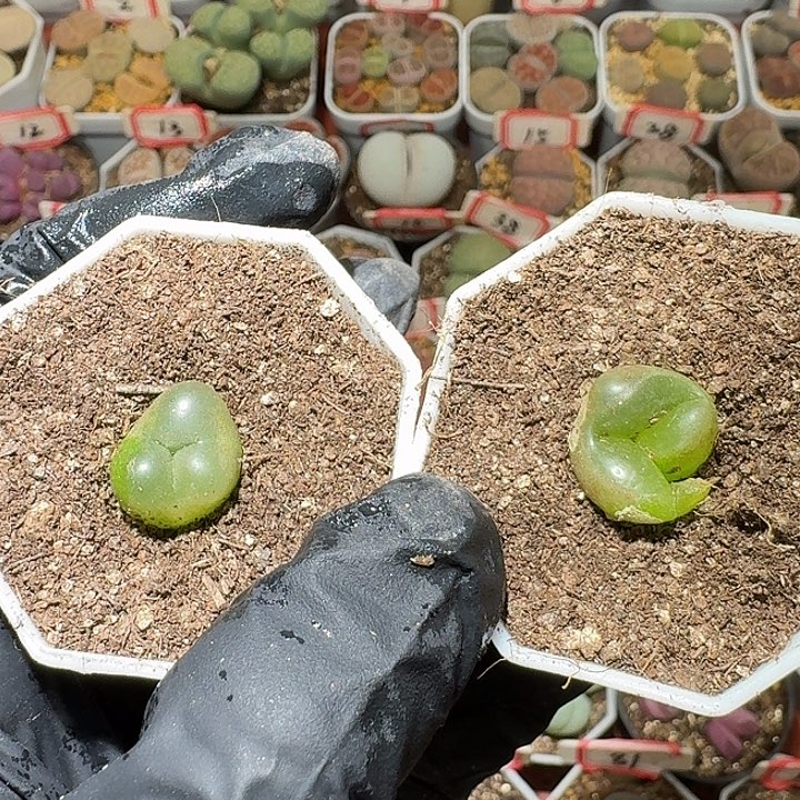 生石花1111111。  383