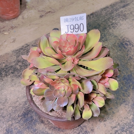 990香妃多肉植物