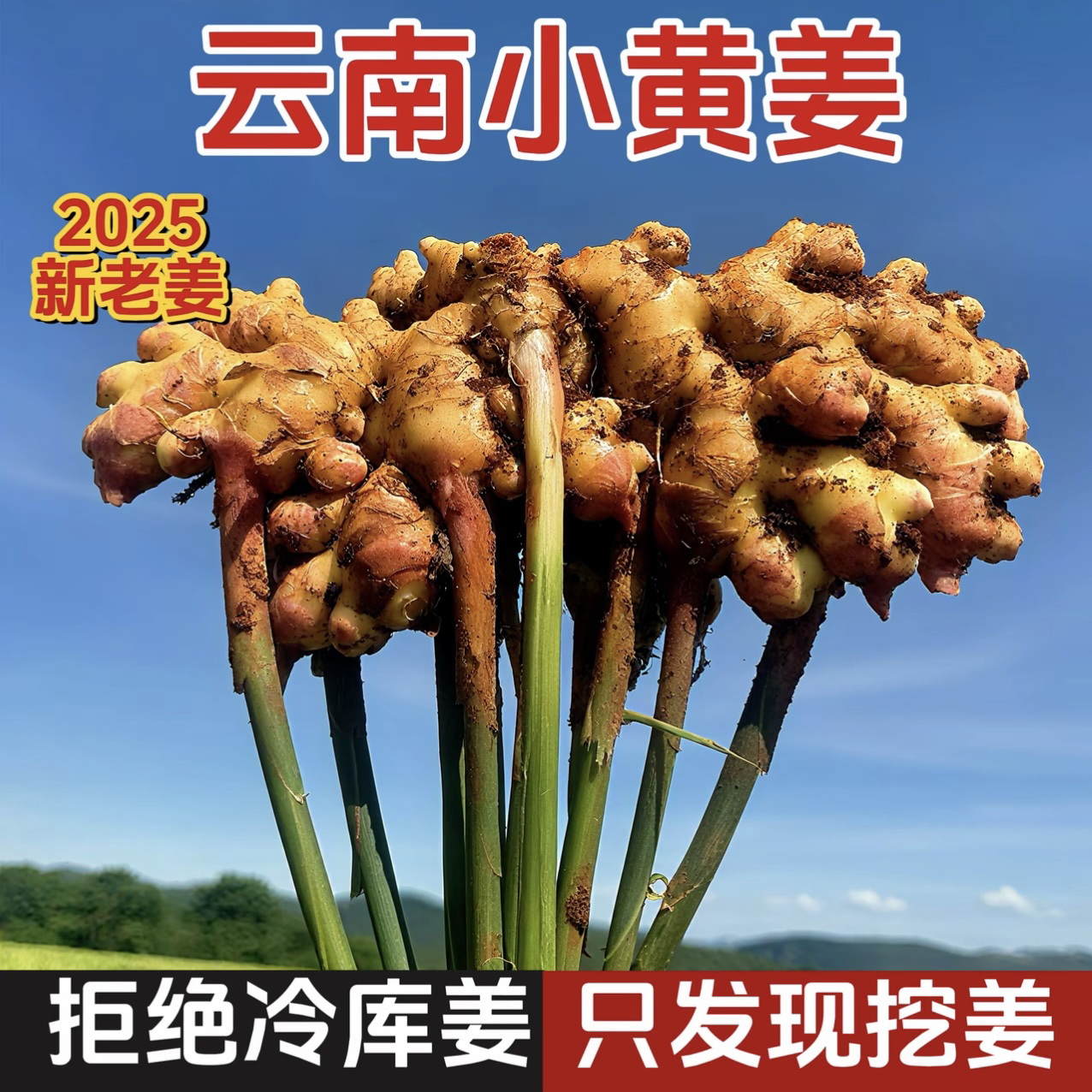 正宗云南小黄姜新鲜现挖生姜老姜月子姜山地种植带泥土姜