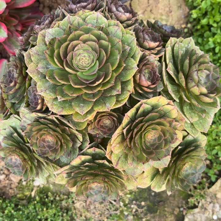 万拉丝歪断枝不包49