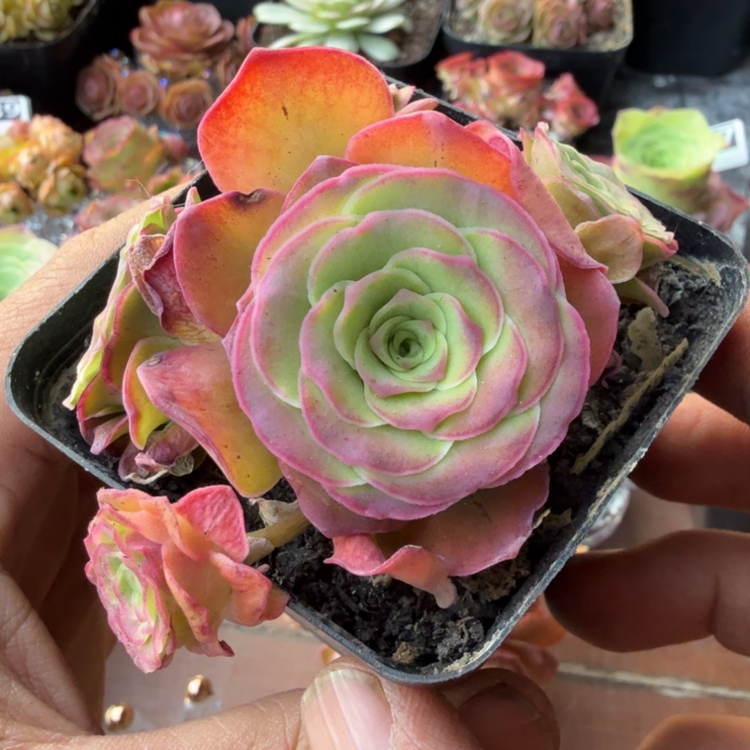 樱桃427山地玫瑰