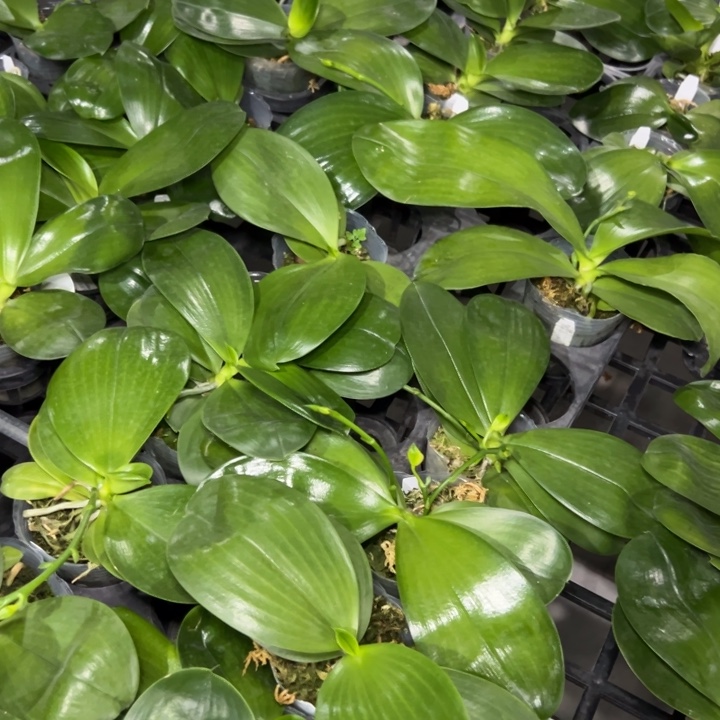 E***m不开花植物反射龙自交2.5加保