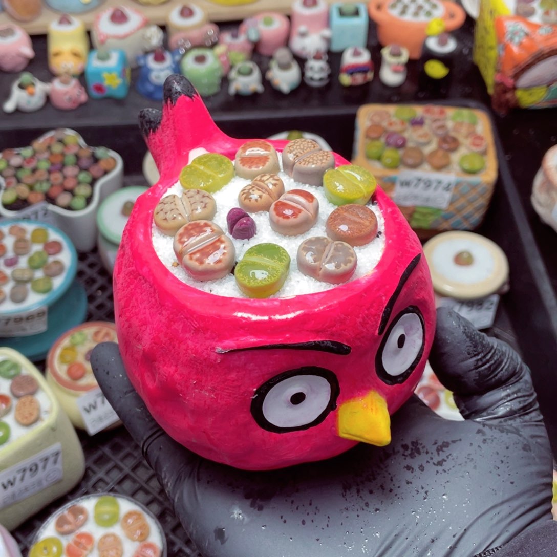 w7986--带盆土发货，零下地区拍保温箱