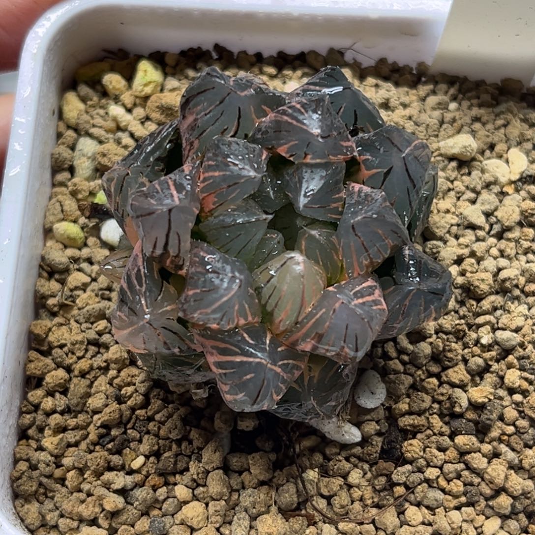 38霓虹灯玉露锦带仔；（根一般介意勿拍）