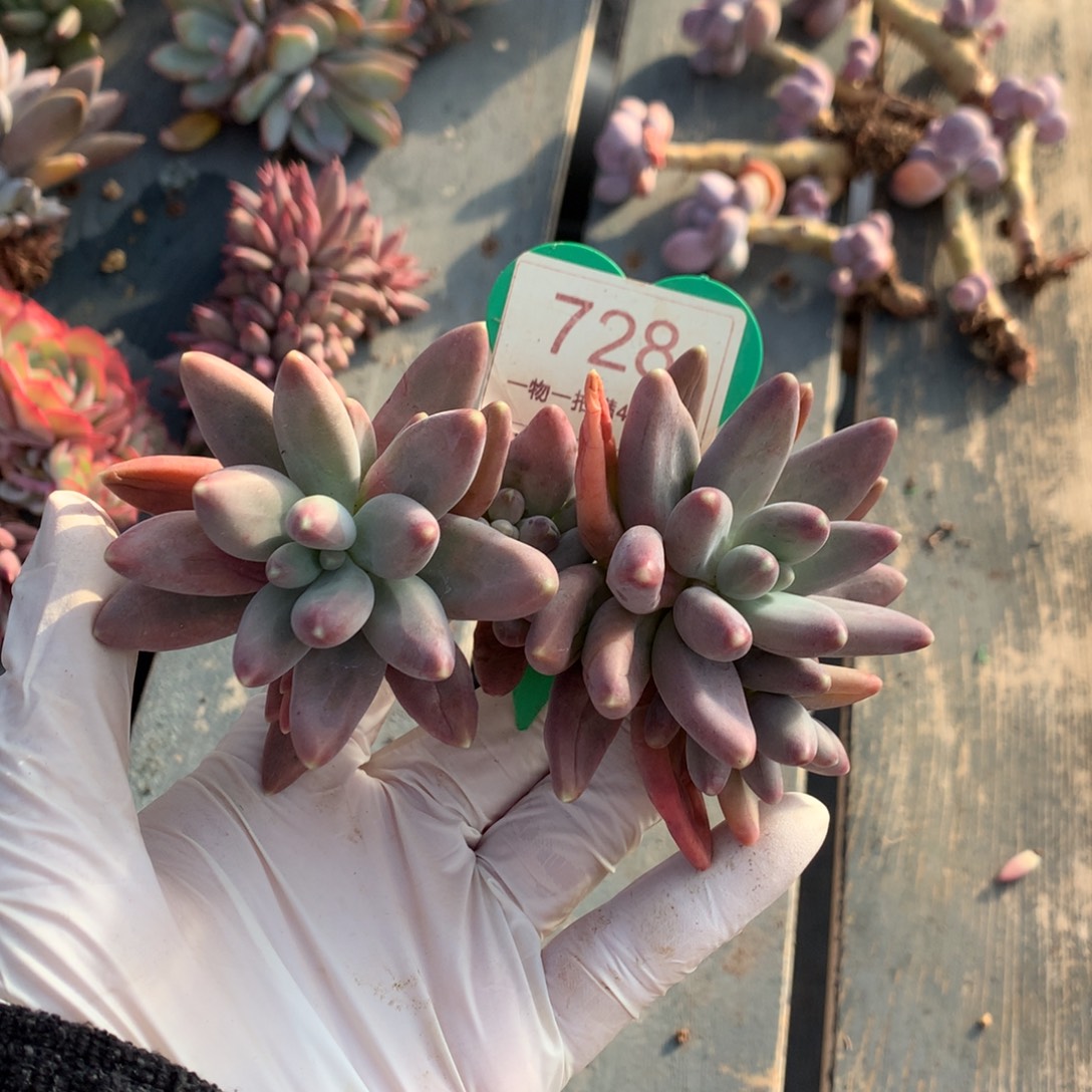 戴蒙得微瑕疵开播福利728