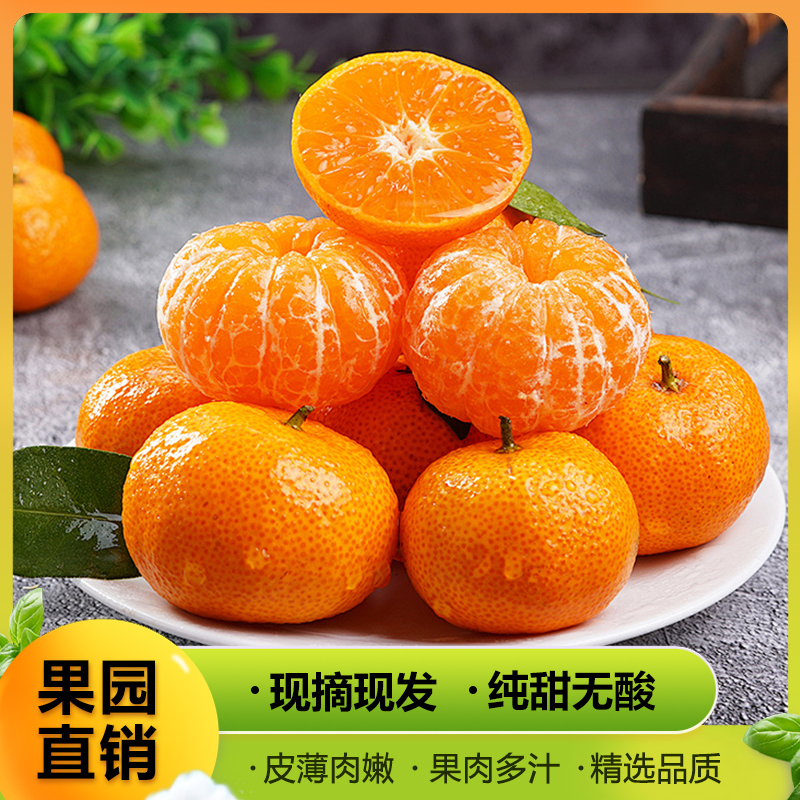 爆款砂糖桔现摘现发清爽解腻皮薄肉厚应季水果香甜多汁顺丰发货