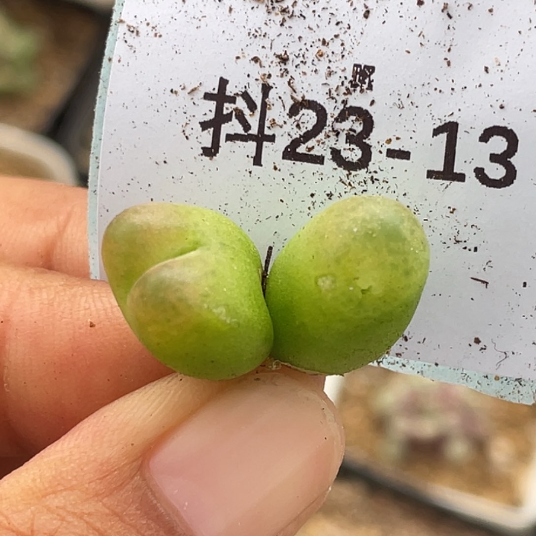 23-13变异毛毛多肉植物