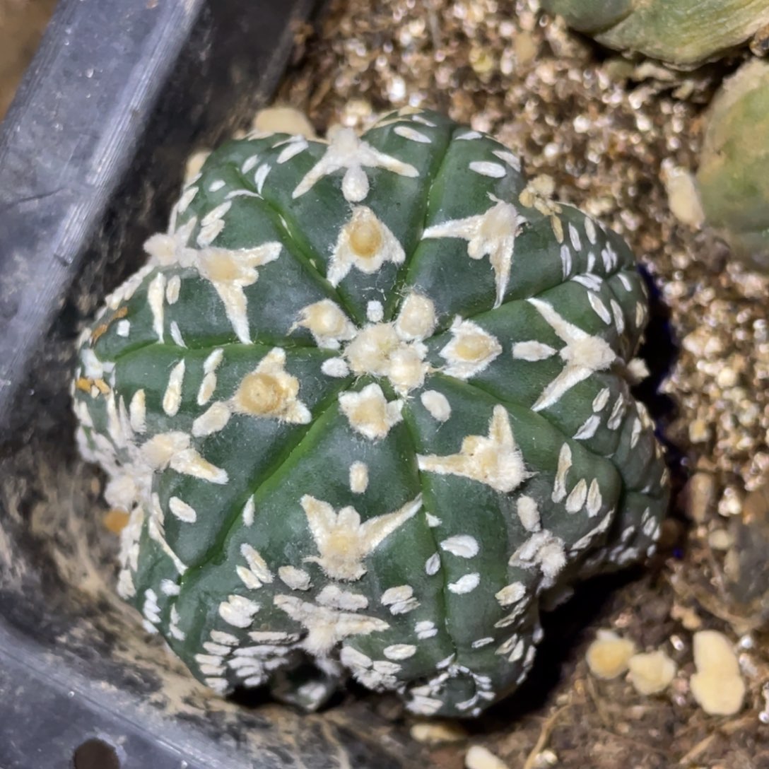 全部花朵自根海星V 子兜 仙人球