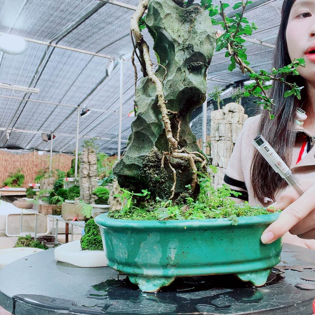 龙***）当前无花栽培后可以开花