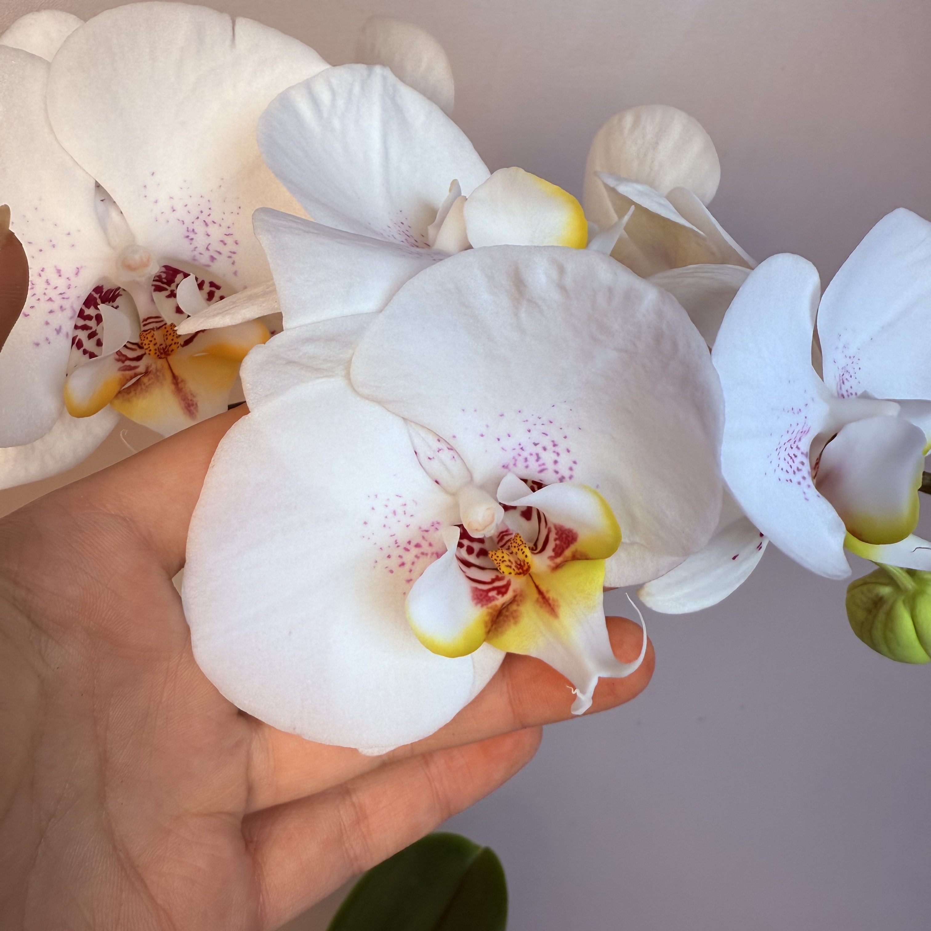 《明兰基地》蝴蝶兰（彩绘）带花带花苞发货