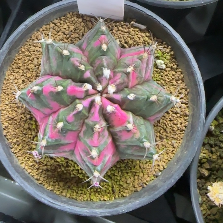 66-0208脱土发实生多肉