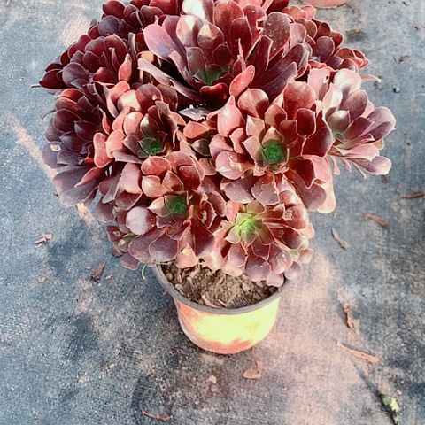 花纳法师多肉植物35号