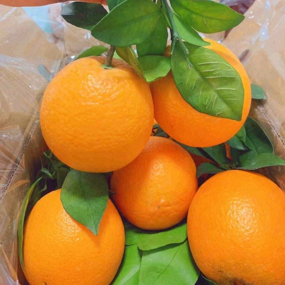 【咸宁小时达】赣南脐橙1~5斤