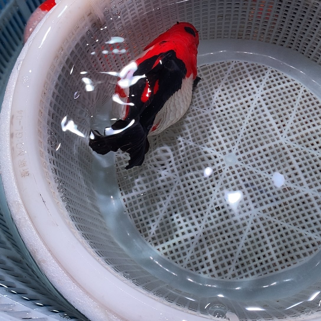 媛***秀海水鱼1条玛丽玛丽玛丽