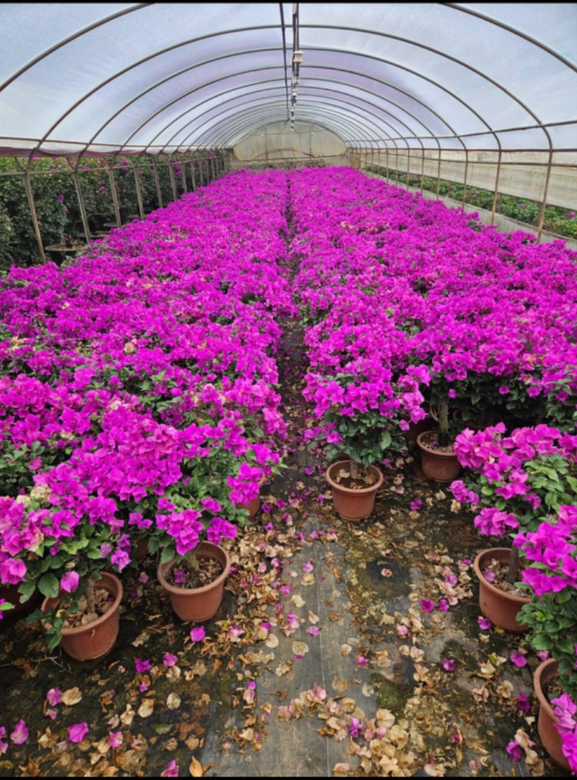 （安格斯云南紫）三角梅耐高温耐暴晒地栽盆栽多年是木本植物