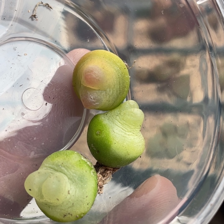 拉登植物3颗一物一拍