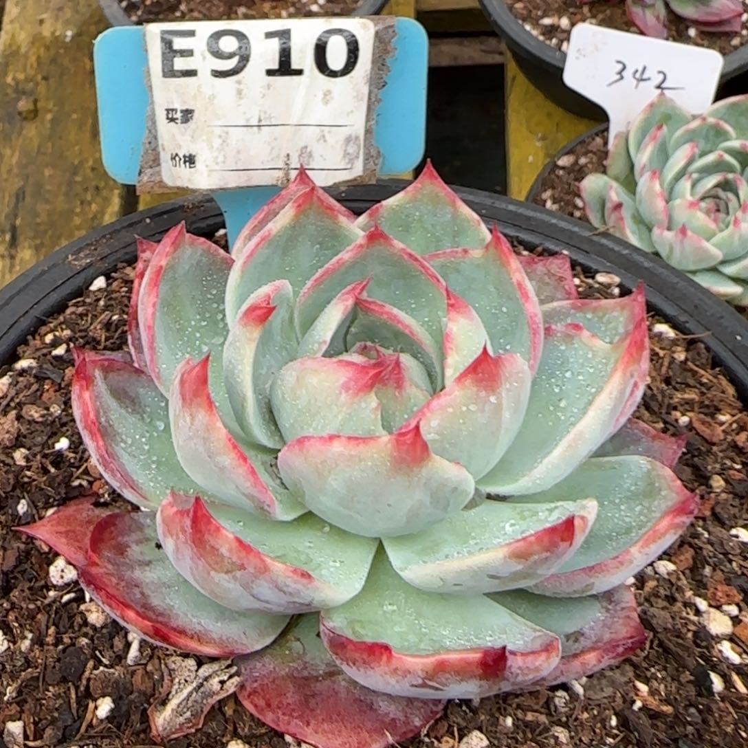 惊鸿一物一拍包装收缩花旱910