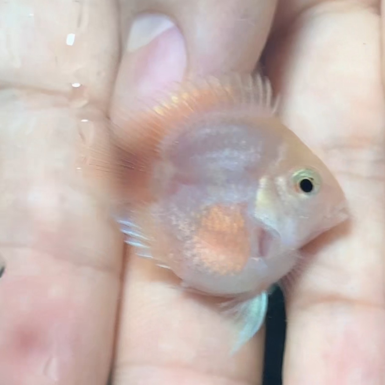 胭脂粉桃心迷你鹦鹉鱼