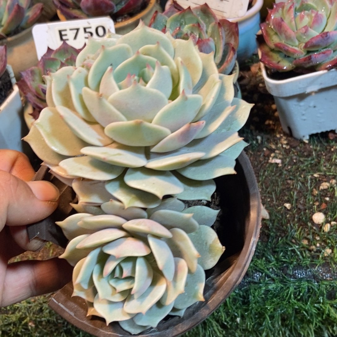 露娜莲多肉植物保护