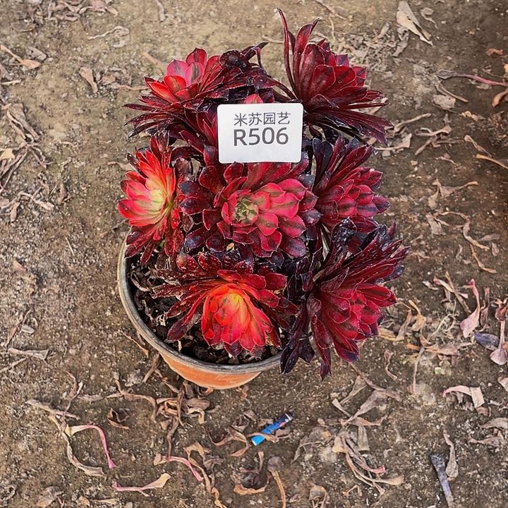 506多肉植物的生长