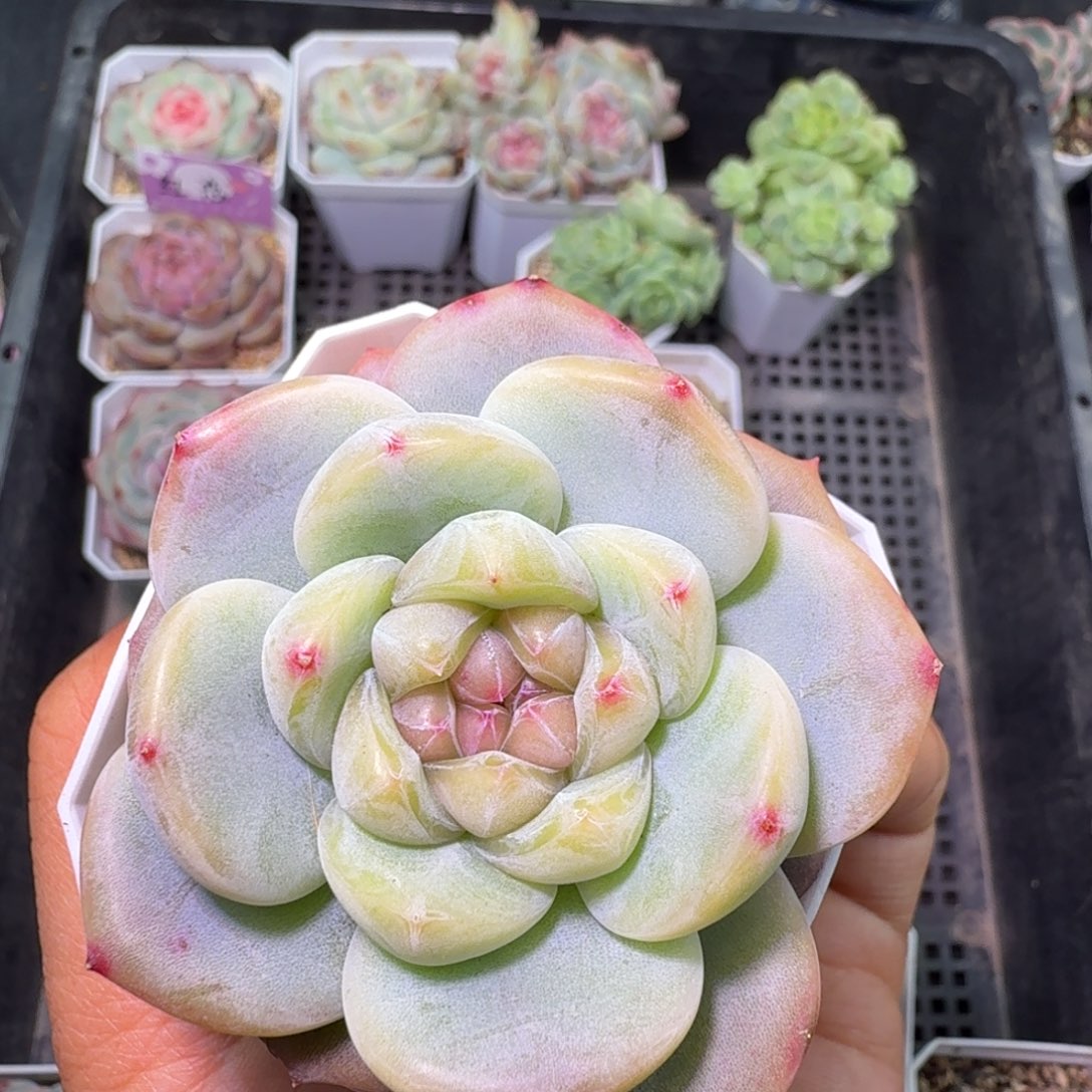 不知名单头开播福利