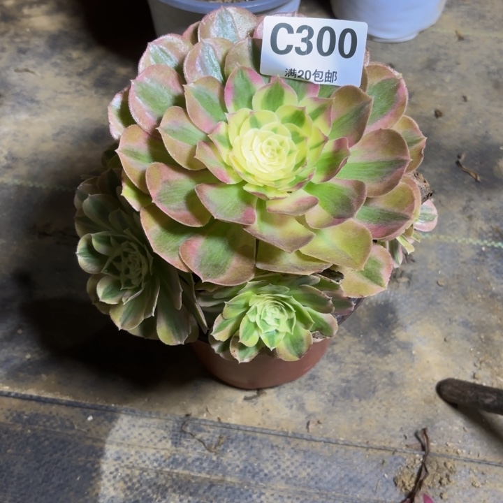 瑞妈。。。。。？？？300。绿体，