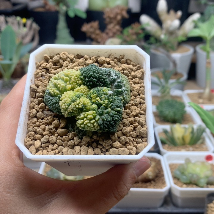哥斯拉牡丹锦自根带盆