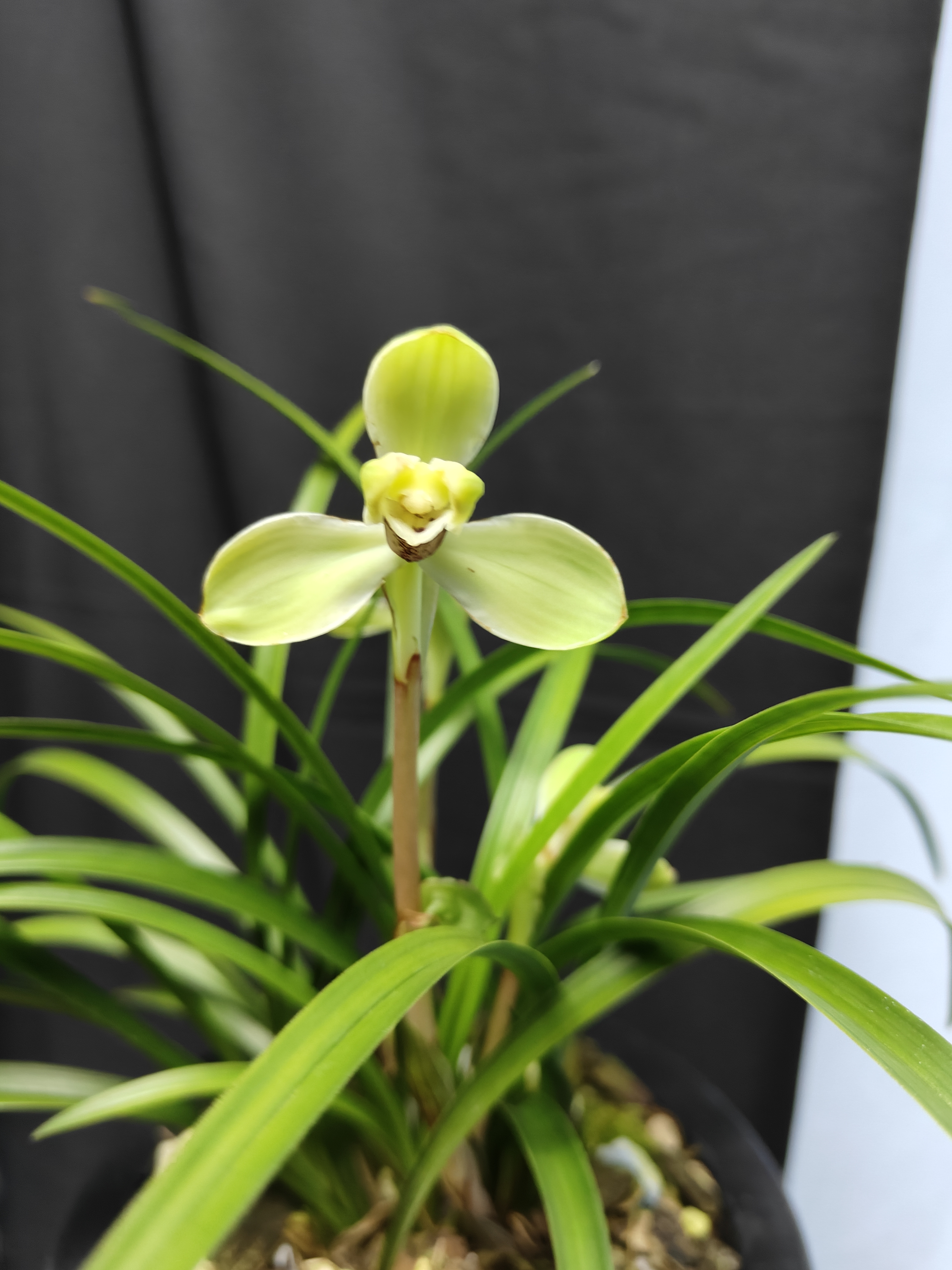 春兰宋梅，纯自然养植