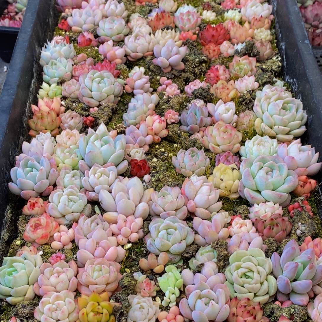 115多肉植物保护研究所所长助理