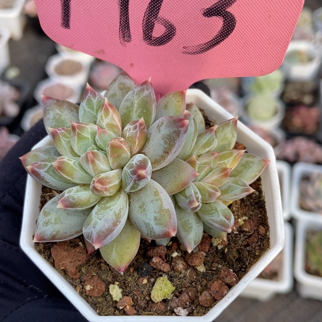 1763伊丽莎白多肉zhiwu