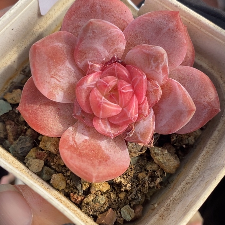 1207-544'粉魄多肉