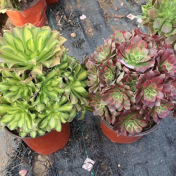 759两颗韶华安娜多肉植物