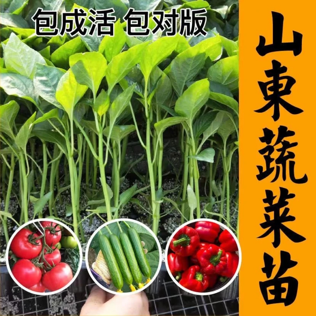 寿光蔬菜苗大全各种蔬菜苗秧番茄辣椒茄子黄瓜种子四季盆栽带土球