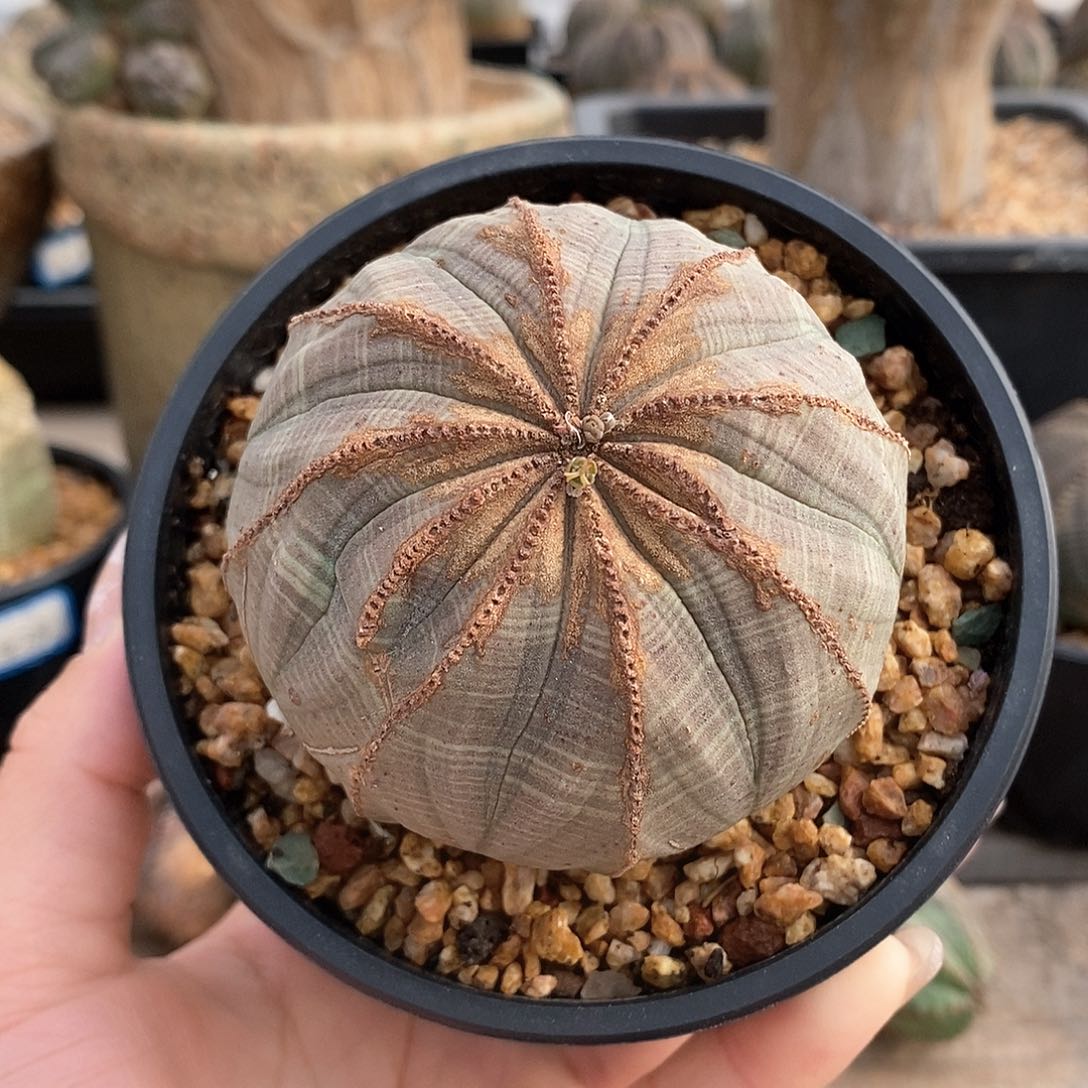 欧系实生布纹球多肉植物