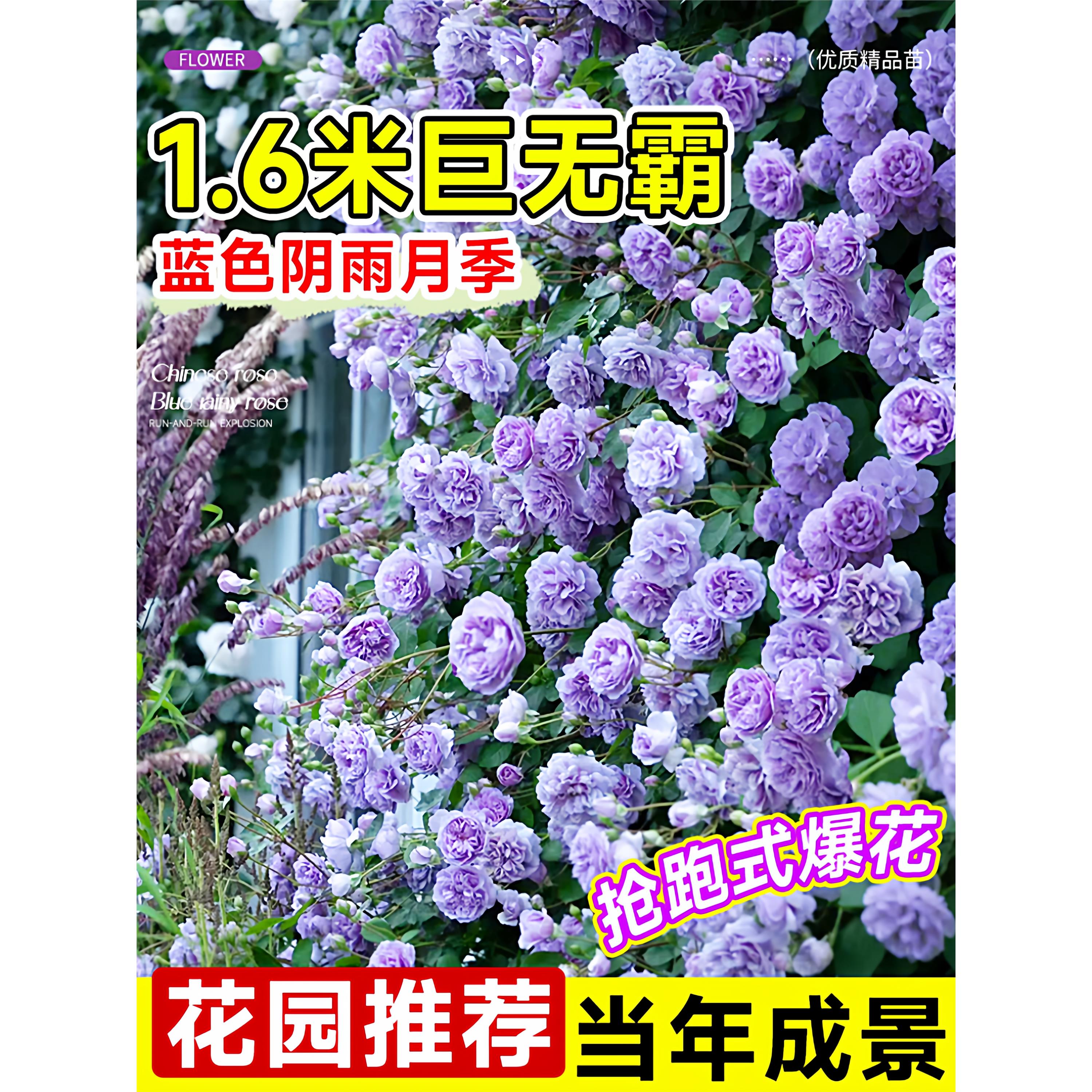 蓝色阴雨月季花花苗四季好养爬藤蔷薇花盆栽带花苞爬墙特大玫瑰花