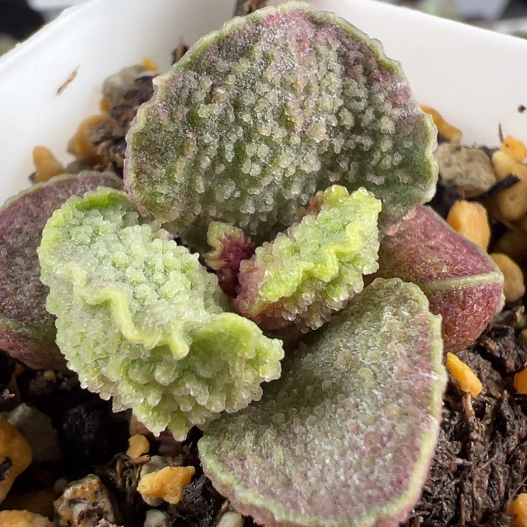 实生新品多肉植物水泡多肉植物