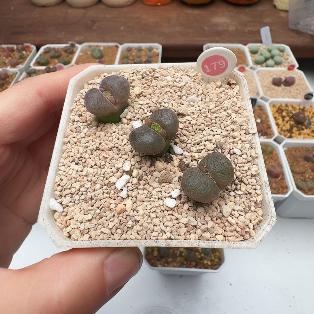 多肉植物福利风铃179