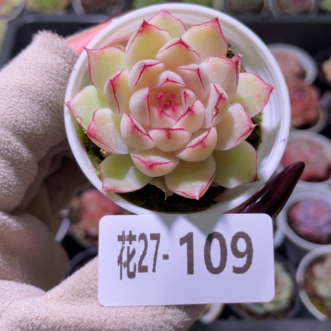 花利美27-109女王玫瑰