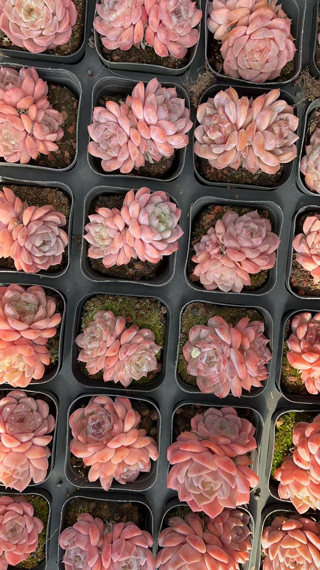 粉色泡泡    多肉绿植