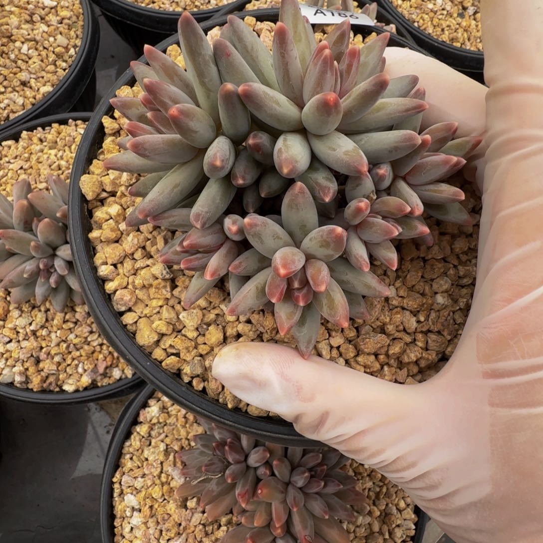 a a a a a a a a 186