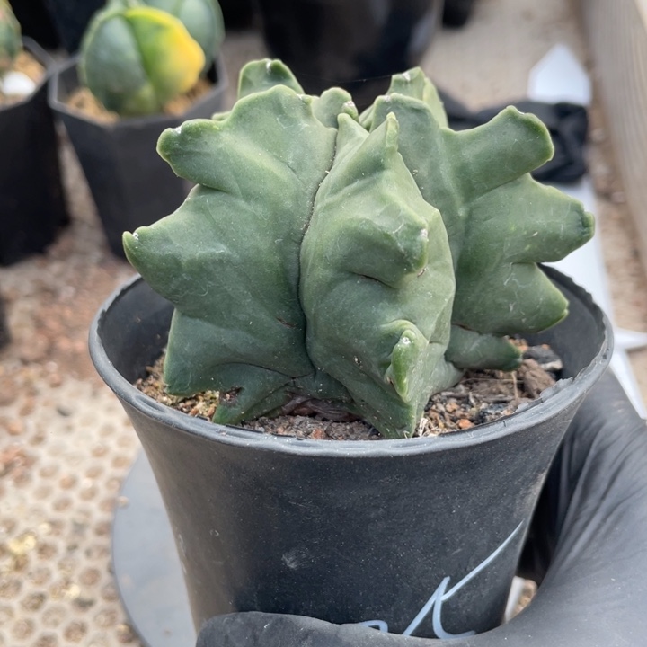 肉***迷实生一件角油带盆发