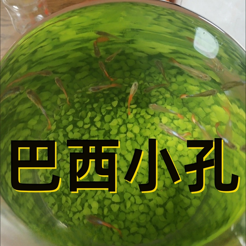 【直播专享】胎生小鱼 繁殖快乐 孔雀鱼