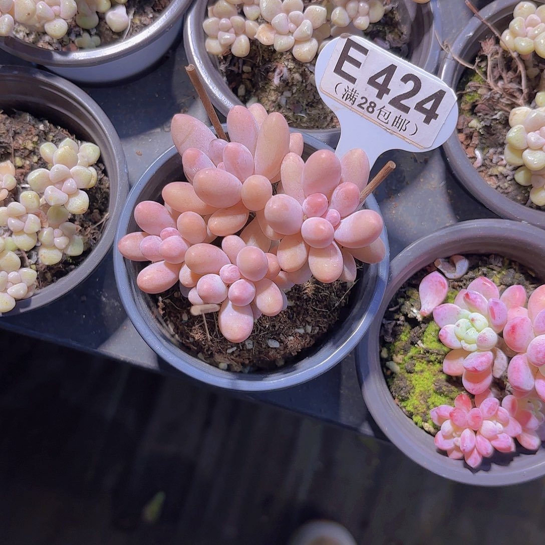 E424樱花奶一物一拍