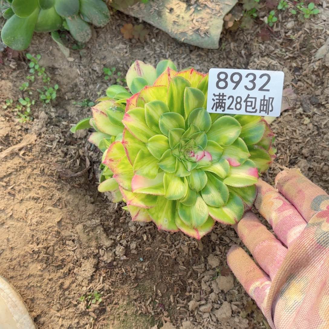 C. 8932知否多肉