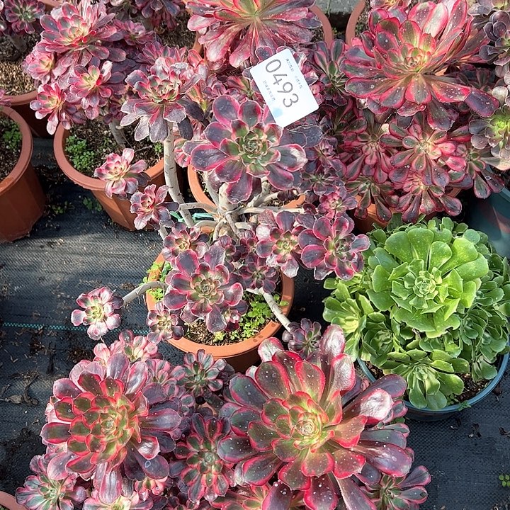 梨***c0493冰淇淋多肉植物