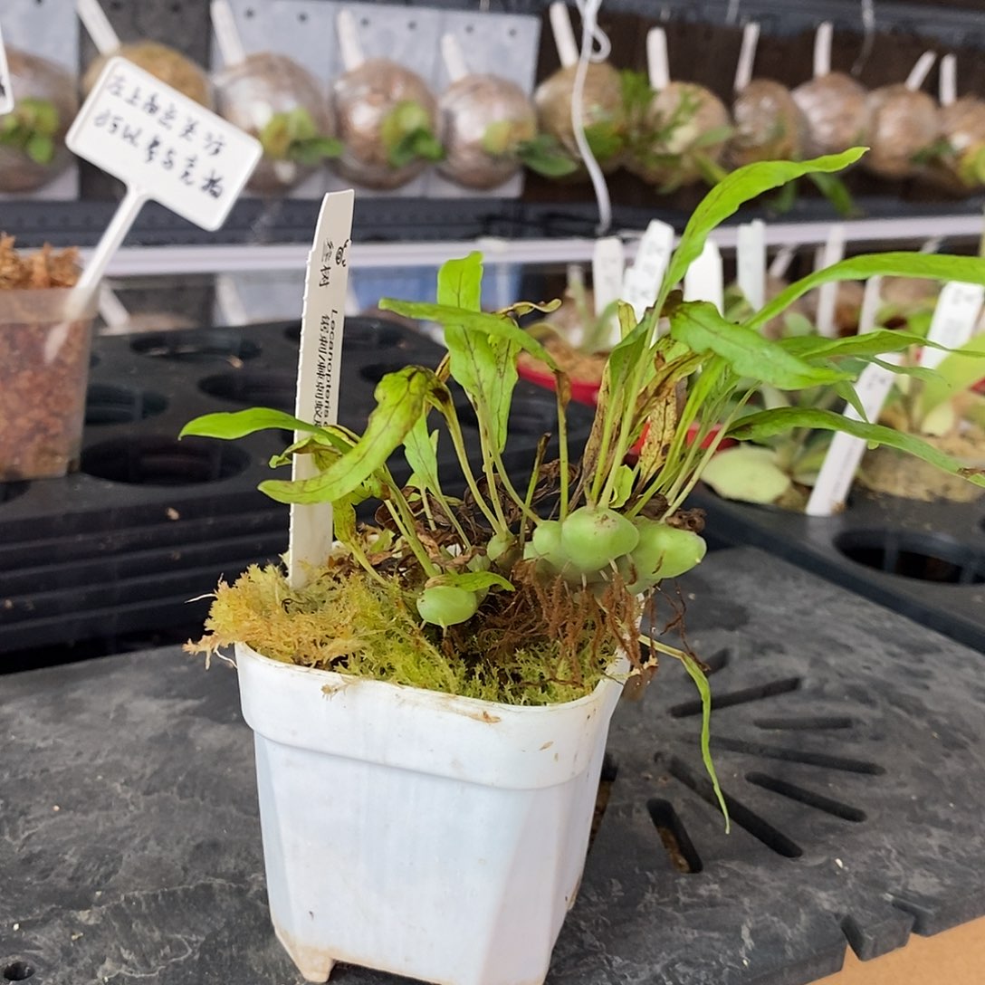 无花朵鹿角蕨锯刺