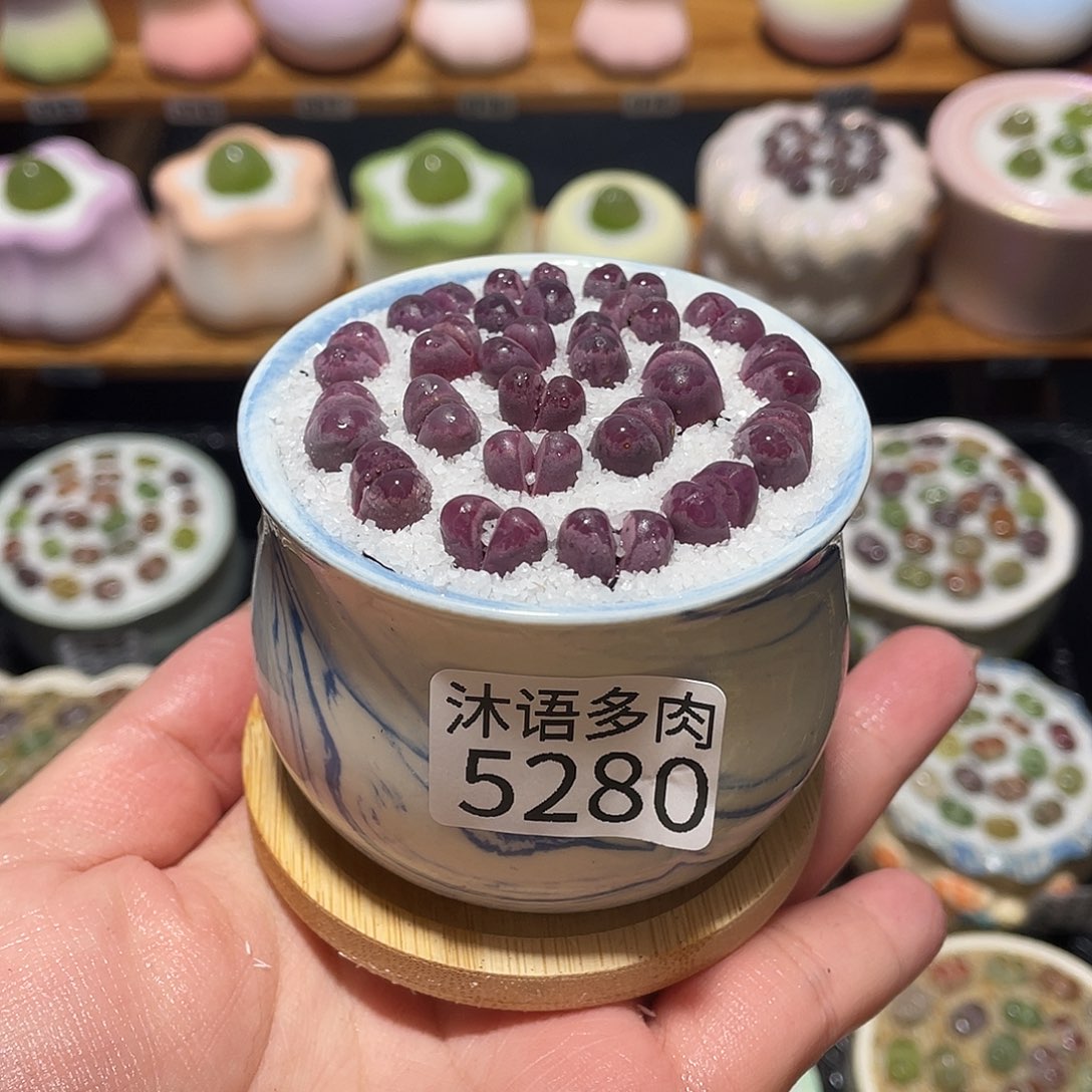 带盆土植物 一物一拍5280