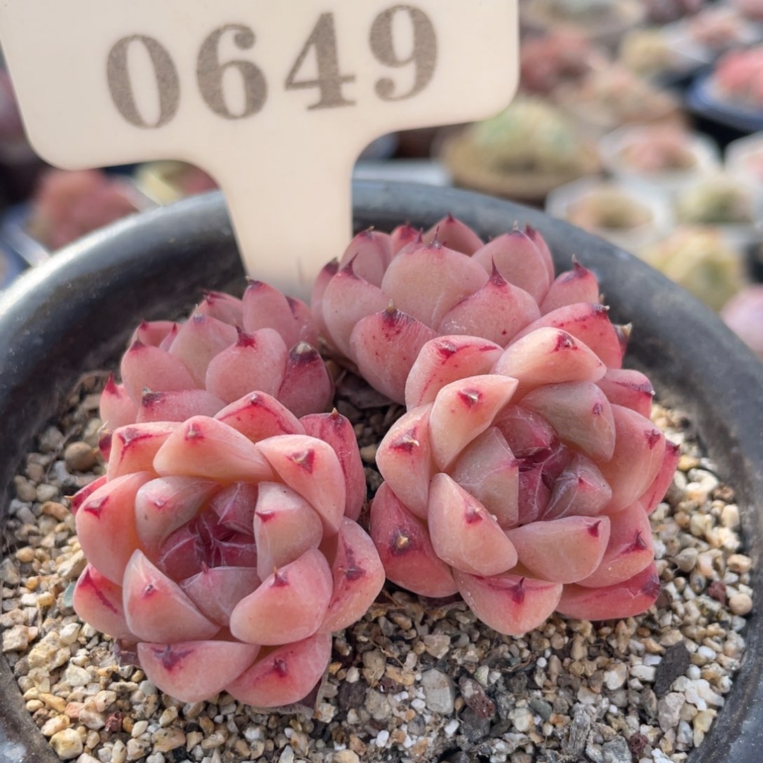 0649 佳人 6.5厘米 不带盆