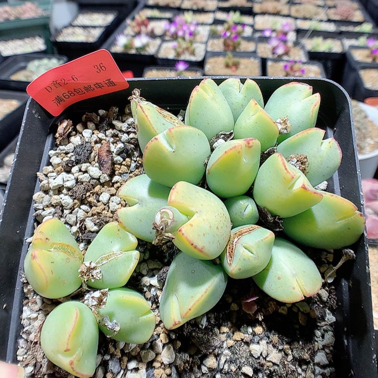 【闪购商品】2-6-36 托马斯水饺一盆特 300