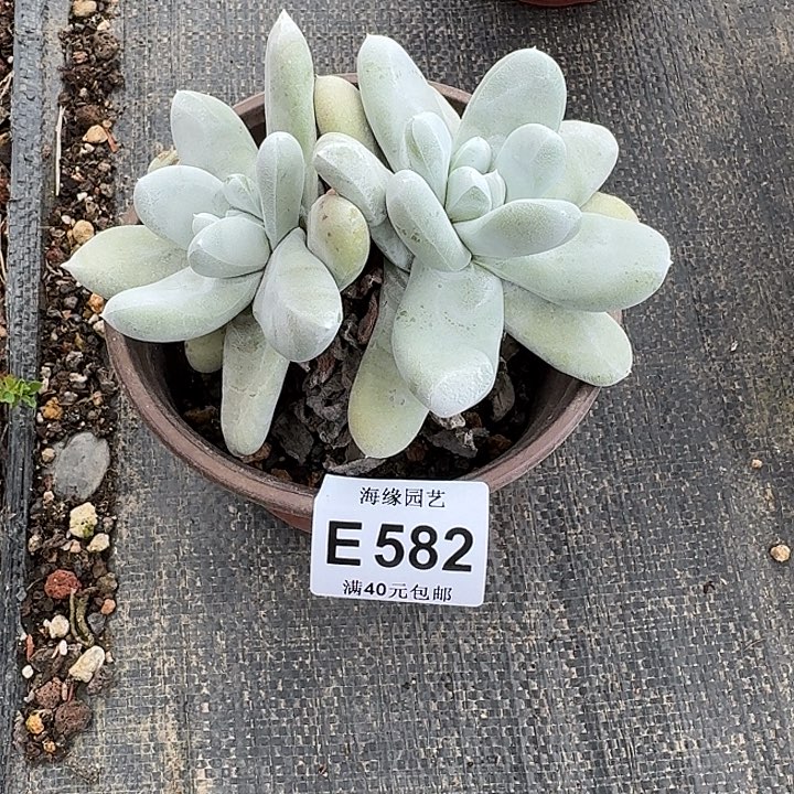 拇指仙女杯一物一拍